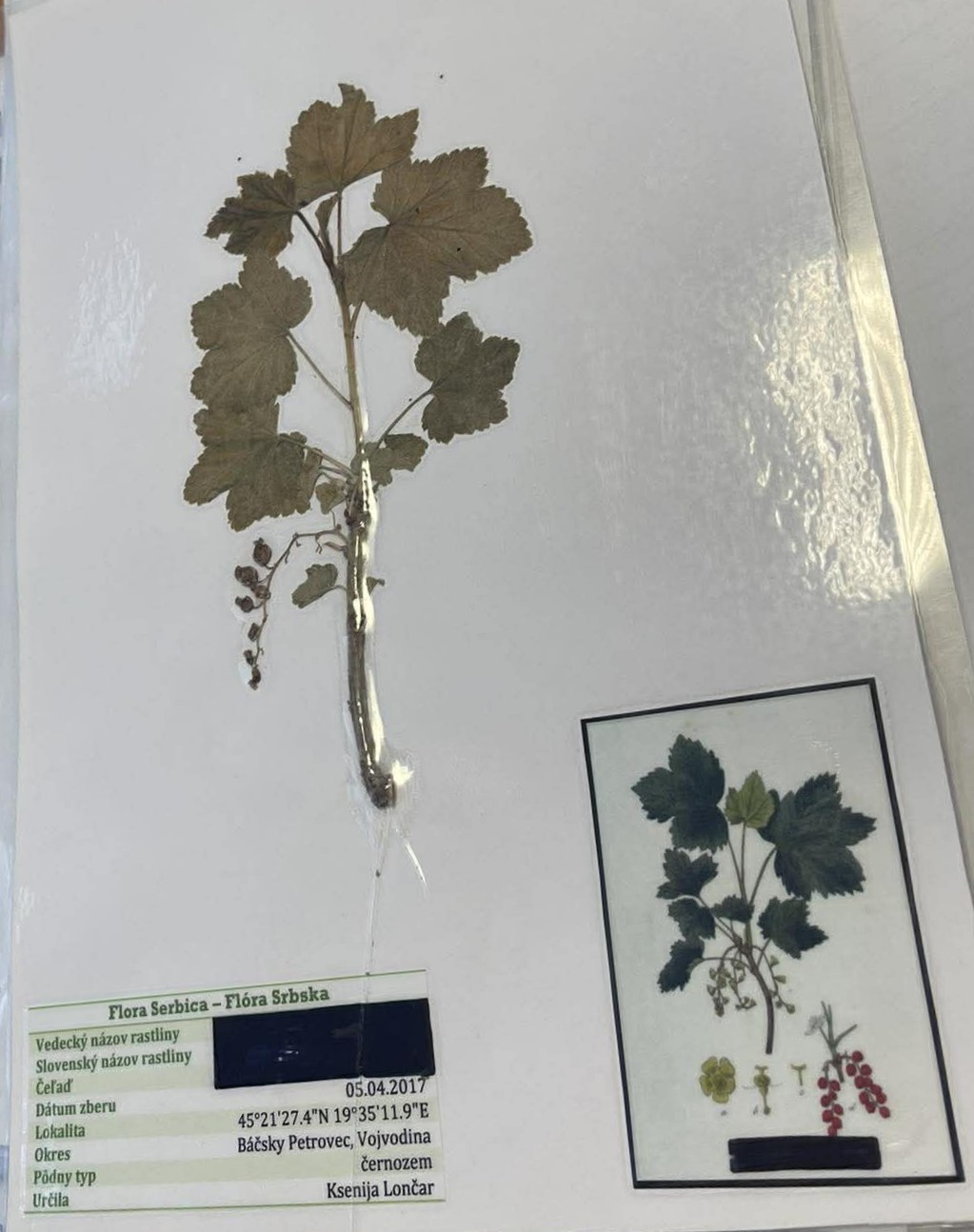 Rastlina Ribes nigrum